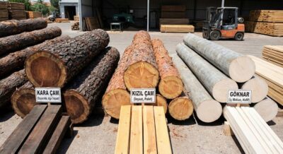 Kara Çam, Kızıl Çam ve Göknar Arasındaki Farklar